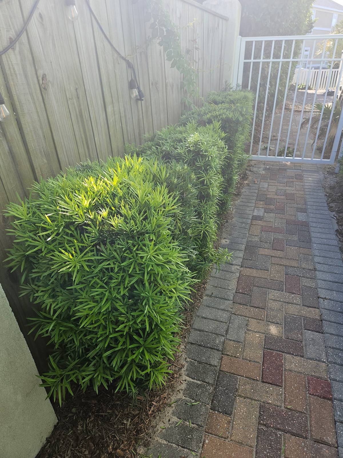 Trimmed hedge row along paver path leading to white gate